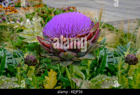 Artischocke in voller Blüte, Nahaufnahme der Lila Blume. geschossen im Sommer bei den Olympischen park. Stockfoto