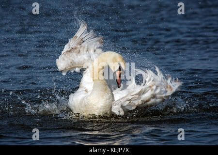 Swan Reinigung bei Keyhaven, Solent Stockfoto