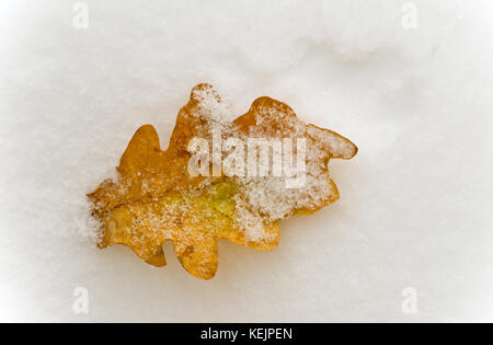 Eichenlaub im Schnee Stockfoto