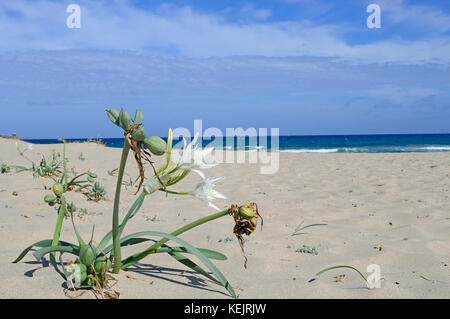 Meer Daffodill (Pancratium maritimum), das Meer Daffodill in einer Düne, Marina di Sorso, Sardinien Stockfoto