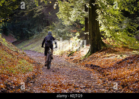 Ein Radfahrer, Mountain Bikes, ein Wald weg an einem sonnigen Herbstmorgen in Wendover Woods, Buckinghamshire, Großbritannien Stockfoto