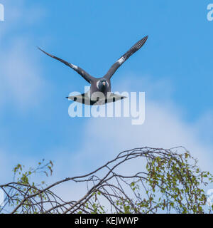 Eine Taube im Flug vor blauem Himmel. Stockfoto