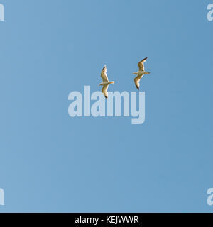 Zwei Möwen über einen strahlend blauen Himmel gleiten. Stockfoto