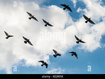 Ein Schuss von einem Schwarm fliegender verwilderte Tauben. Stockfoto