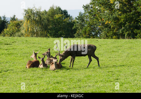 Reifen Hirsch schnüffeln an einem Doe. europäischen Rotwild Herde auf einer Koppel im Sommer Sonne. Eine ausgereifte Hirsch (männlich) und vier Hinds (Weibchen). Cervus elaphus. Stockfoto