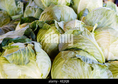 Frische Köpfe von Kohl zu produzieren. Stockfoto