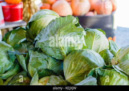 Frische Köpfe von Kohl zu produzieren. Stockfoto