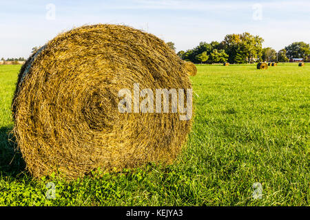 Spätsommer Heuballen auf einer grünen Weide und Feld ii. Stockfoto