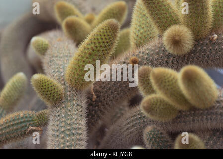 Cleistocactus winteri ist ein saftiges der Familie cactaceae. dem Common name ist der goldene Ratte am Schwanz oder rattenschwanz Cactus Stockfoto