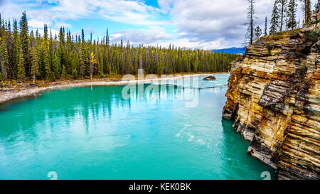 Das türkisfarbene Wasser des Athabasca River fließt von den Athabasca Falls im Jasper National Park in den kanadischen Rockies Stockfoto