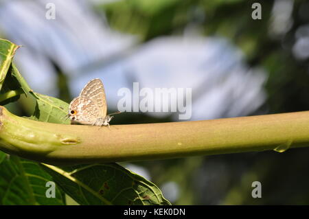 Cycad blauer Schmetterling (theclinesthes Stakte) auf eine Papaya Blatt, Townsville, QLD, Australien Stockfoto