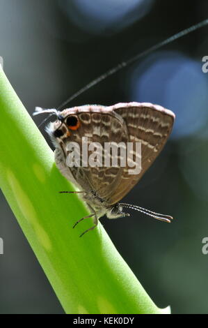 Cycad blauer Schmetterling (theclinesthes Stakte) auf ein Aloe Vera Blatt, Townsville, QLD, Australien Stockfoto