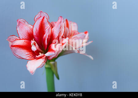 Nahaufnahme schön weiß und rosa hippeastrum Amaryllis, Blume auf blauem Hintergrund mit Kopie Raum. Blume Dekoration Bild und minimale creat Stockfoto