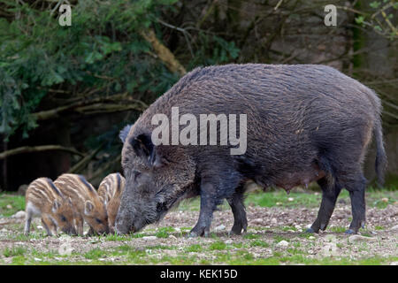 Wildschweine (Sus scrofa), Sau und Ferkel, Schleswig Holstein, Deutschland, Europa Stockfoto