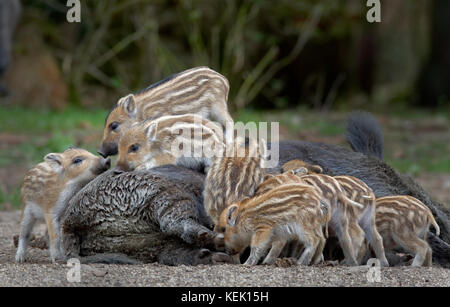 Junge Wildschweinferkel auf dem Rücken der Sau (Sus scrofa), Schleswig Holstein, Deutschland, Europa Stockfoto