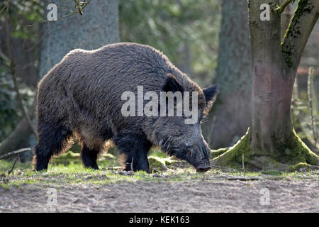 Wildschwein (Sus scrofa), Stoßzäher, Schleswig Holstein, Deutschland, Europa Stockfoto