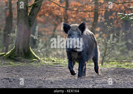 Wildschwein (Sus scrofa), Schleswig Holstein, Deutschland, Europa Stockfoto