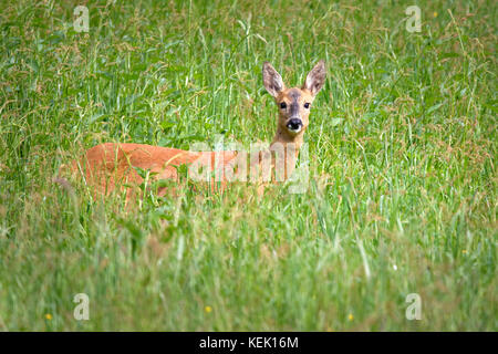 Reh (Capreolus capreolus), Schleswig-Holstein, Deutschland, Europa Stockfoto