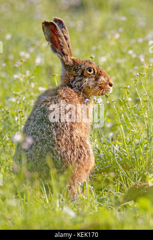 Europäischer Hase oder Braunhase (Lepus europaeus), Schleswig-Holstein, Deutschland, Europa Stockfoto