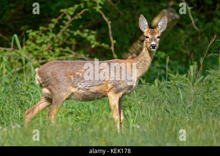 Reh (Capreolus capreolus), Schleswig-Holstein, Deutschland, Europa Stockfoto