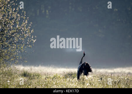 Kranich (Grus grus), Schleswig-Holstein, Deutschland, Europa Stockfoto