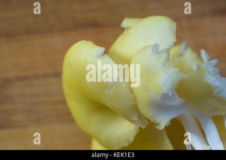 Frische gelb Austernpilze auf einem Bambus Schneidebrett, close-up Stockfoto