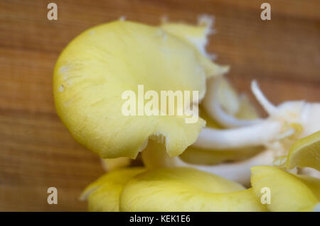 Frische gelb Austernpilze auf einem Bambus Schneidebrett, close-up Stockfoto