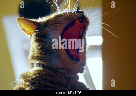 Gähnen Hauskatze mit weit geöffneten großen Mund. Stockfoto