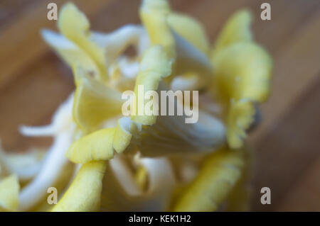 Frische gelb Austernpilze auf einem Bambus Schneidebrett, close-up Stockfoto