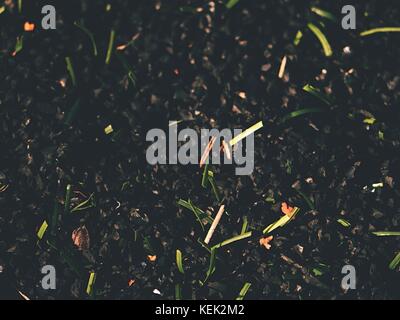 Rohstoff Gummi Kunststoff Gras auf künstliche Fußball rasen. close up in der Kontrolle der Gummi Stücke für Rasen. Winter Fußball Spielplatz Stockfoto