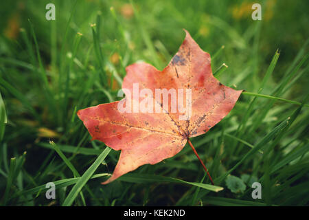 Gefallenen Herbst maple leaf auf grünem Gras, Nahaufnahme Stockfoto