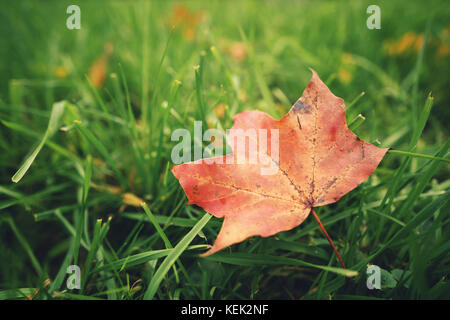 Gefallenen Herbst maple leaf auf grünem Gras, Nahaufnahme Stockfoto