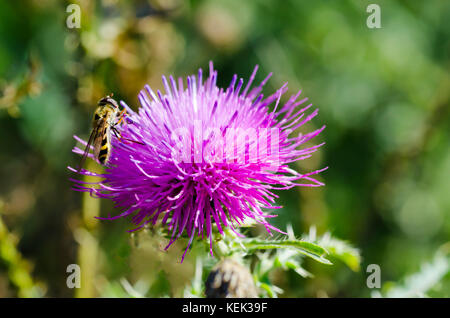 Nahaufnahme eines Fotos einer Wespe, die auf einem sitzt thistle Blume an einem sonnigen Tag auf einer Wiese mit Ein verschwommener Grashintergrund Stockfoto