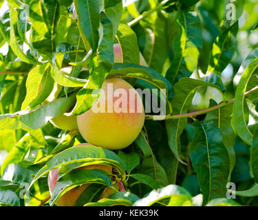 Nahaufnahme von Pfirsichen und Blätter auf einem Baum an einem sonnigen Tag Stockfoto