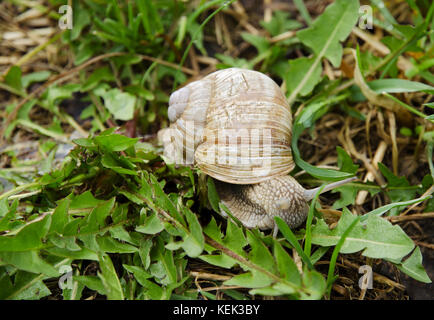 Detailansicht einer Schnecke mit Löwenzahn Blätter und Gras im Garten an einem Frühlingstag nach regen Stockfoto