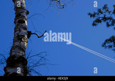 Der Blick durch die Bäume auf Airliner mit condens Trail fliegen in den blauen Himmel Stockfoto