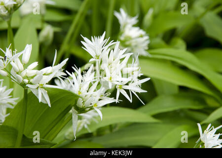 Nahaufnahme einer Blüte der Bärlauch - Allium ursinum - blühen in den Wald an einem sonnigen Frühlingstag Stockfoto