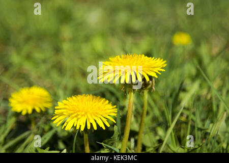 Detailansicht gelber Löwenzahn Blume mit Unscharfen Blätter in das Gras an einem sonnigen Frühlingstag Stockfoto