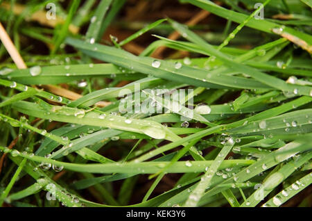 Detaillierte Ansicht der Grashalme mit Wassertropfen nach Regen an einem Sommertag Stockfoto