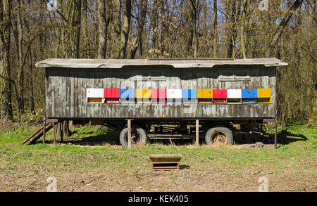 Ein Blick auf die bunten Bienenhaus mit Rädern Bienen stehen auf einer Wiese, die durch Wald Bäume unter blauem Himmel umgeben Stockfoto