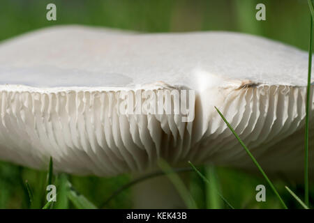 Nahaufnahme eines Pilzes - Champignon, der auf einem wächst Grüner Rasen in freier Wildbahn bei Sonnenschein im Herbst hell Tag Stockfoto