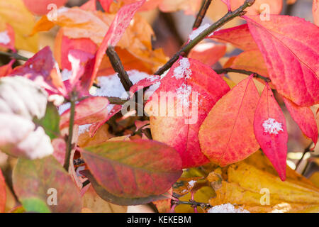 Russische Wetter, Moskau. Sonntag, 22. Oktober 2017. sonnig aber ziemlich kalten Tag. Die Temperatur liegt bei ca. 0 c (32 f). frühe Frost und Schnee. Blumen und Pflanzen sind mit ersten frische Schneeflocken bedeckt. Tatsächlich war es das Mini - Schneefall, nur um uns daran zu erinnern, dass die Wintersaison ist um die Ecke. pink, gelb und orange Blätter mit weißen Flecken des ersten Schnee. Credit: Bilder von Alex/alamy leben Nachrichten Stockfoto