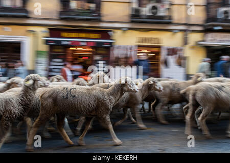 Madrid, Spanien. Oktober 2017. Schafe überqueren die Straßen während des jährlichen Wanderweh-Festivals in Madrid, Spanien. Quelle: Marcos del Mazo/Alamy Live News Stockfoto