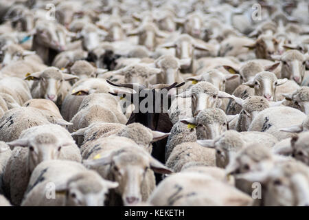 Madrid, Spanien. 22 Okt, 2017. Schafe die Straßen während der jährlichen Wanderhaltung Festival in Madrid, Spanien Kreuz. Credit: Marcos del Mazo/alamy leben Nachrichten Stockfoto