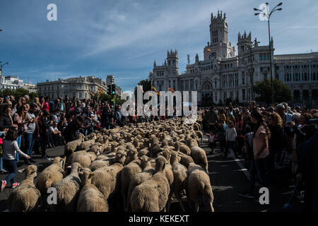 Madrid, Spanien. Oktober 2017. Tausende Schafe überqueren die Straßen während des jährlichen Wanderfestes in Madrid, Spanien. Quelle: Marcos del Mazo/Alamy Live News Stockfoto