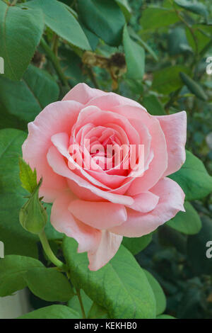 In der Nähe der Rose Blume im Garten. Stockfoto