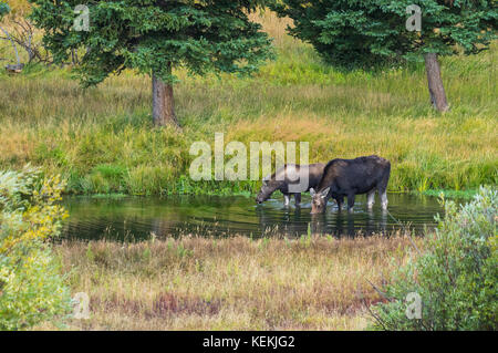Eine weibliche Elche kümmert und streift mit ihren jungen Kalb entlang der Snake River in Wyoming, USA. Stockfoto