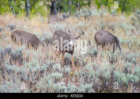 Eine Gruppe von Hirsch, ein Bock und die Beweidung in einem Feld von Salbei Bürste in Wyoming, USA. Stockfoto