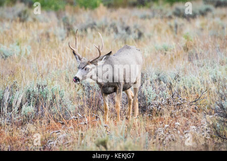 Profil anzeigen von einem einzigen Geweihtragende mule deer Bock. Stockfoto