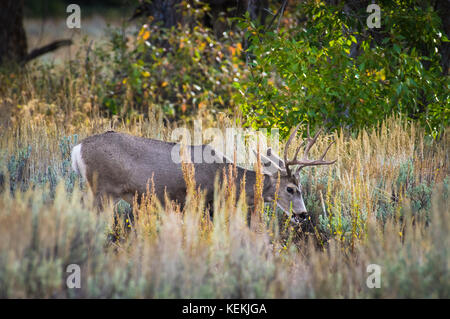 Profil anzeigen von einem einzigen Geweihtragende mule deer Bock. Stockfoto